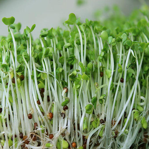 Sprouting Seeds, Broccoli, Organic