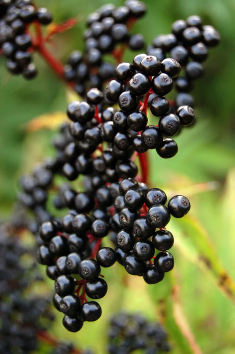 Elderberry Syrup Kit