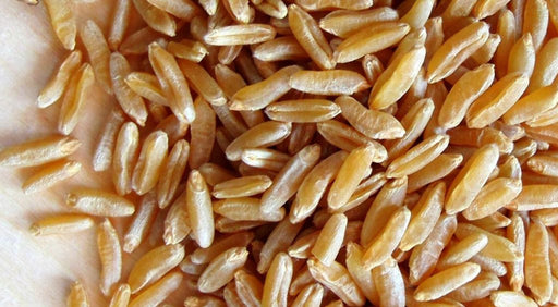 Kamut, Khorasan Wheat, Organic